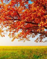 Муся Рахманова