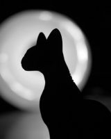 Елена Штритер