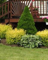 Елена Бахтиева