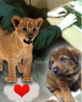 Саша Андрюшко