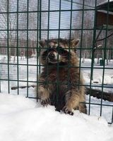 Лиза Петроченкова