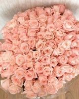 Светлана Светлана