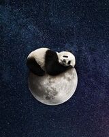 Анфиса Половцева