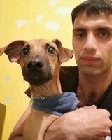 Кекс Цвергпинчер