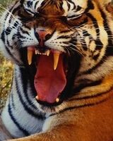 Владимир Решетников