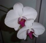 Светлана Алеева