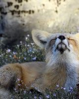 Анастасия Малютина