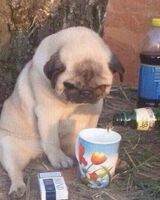 Иван Савченко