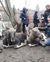 Артем Басманов