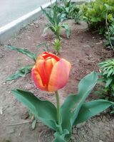 Анна Екимова