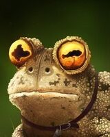 Хреногубка Бу