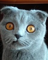 Александрович Александрович