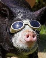 Лена Польская