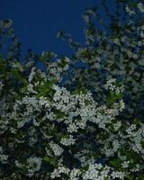 Темир Орозбаев