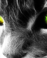 Анастасия Дейнега