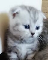 Елена Хаіруллина