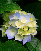 Ю. А. Лыткина