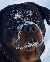 Ксюша Трояновская