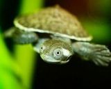 Наталья Барляк