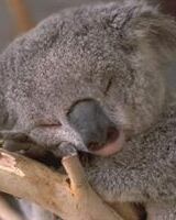 Александр Абрикосов