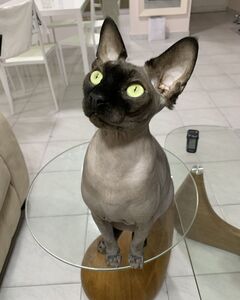 Кэти Андреева