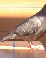 Вадим Чадаев