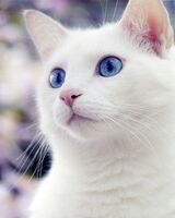 Полина Боборыко