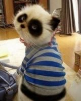 Кирилл Щетина