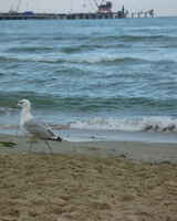 Виктор Козодоев