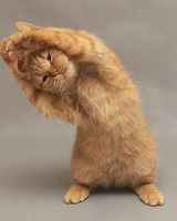 Кристина Дримова