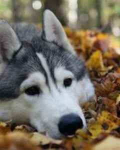 Екатерина Лисницкая