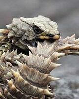 Гришаня Ватуткин