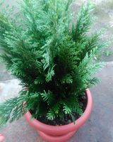 Виктория Нагорнова