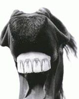 Романенко Роман