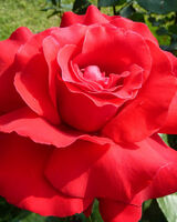 Ирина Магомедова