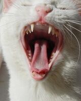 Кирилл Ушаков