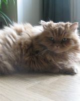 Ната *************