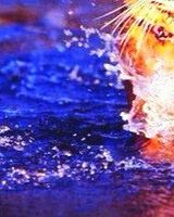 Алексей Марков