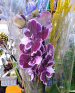 Ксения Рыбакова