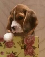 Наталья Сохацкая