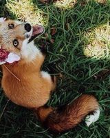 Галина Локтева