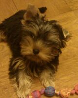 Ирина Яшина