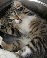 Светлана Мичурина