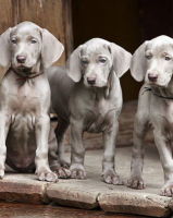 Weimaraner съемок