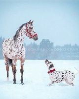 Мейрам Орынбай