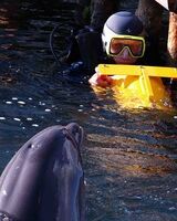 Владимир Гирька