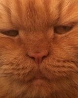 Михаил Бобровский