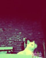 Софья Лаптева