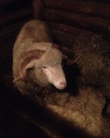 Ольга Охотникова