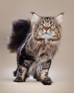 Павел Малков